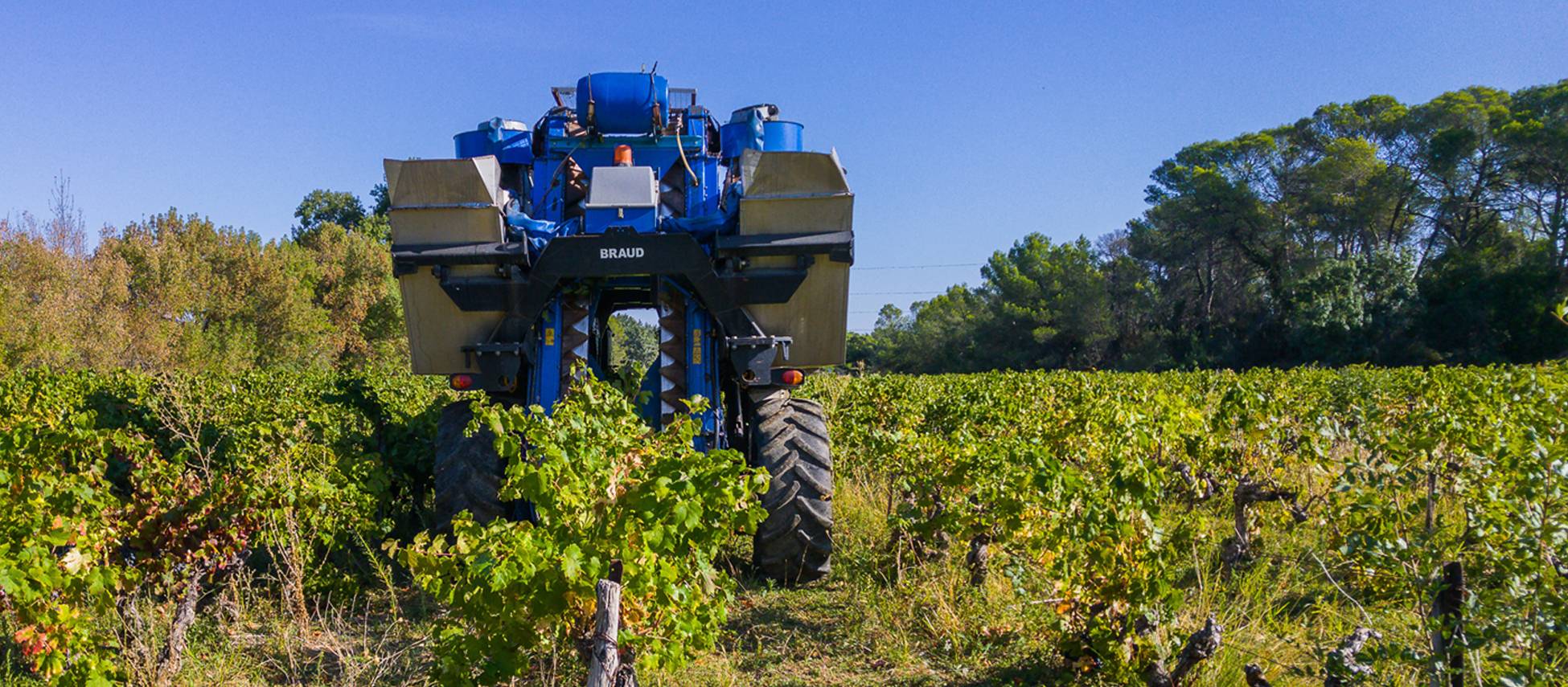 péparer vos vendanges dans votre domaine viticole